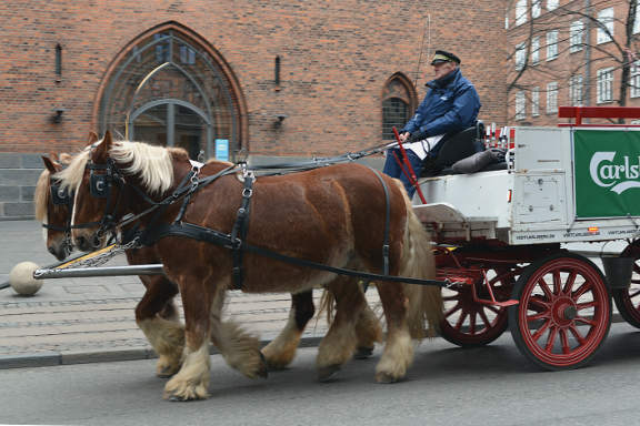 Vesterbro and Frederiksberg cycle tour - The Jutland dray horses