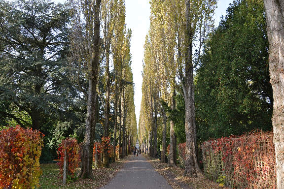 Nørrebro walking tour - Assistens Cemetery poplars